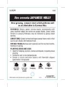Picture of ILEX CRENATA JAPANESE HOLLY                                                                                                                           
