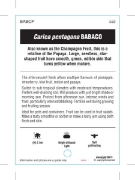 Picture of FRUIT BABACO CARICA PENTAGONA                                                                                                                         