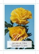 Picture of ROSE GOLDEN GIANT (HT)                                                                                                                                