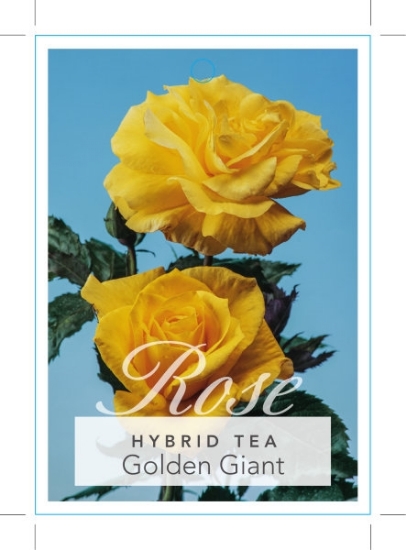 Picture of ROSE GOLDEN GIANT (HT)                                                                                                                                