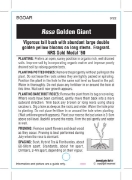 Picture of ROSE GOLDEN GIANT (HT)                                                                                                                                