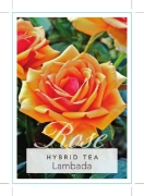 Picture of ROSE LAMBADA (HT)                                                                                                                                     