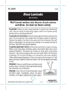Picture of ROSE LAMBADA (HT)                                                                                                                                     
