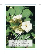 Picture of ROSE QUATRE SAISONS BLANC MOUSSEUX (OW)                                                                                                               