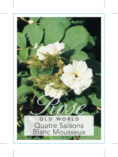 Picture of ROSE QUATRE SAISONS BLANC MOUSSEUX (OW)                                                                                                               