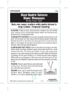 Picture of ROSE QUATRE SAISONS BLANC MOUSSEUX (OW)                                                                                                               