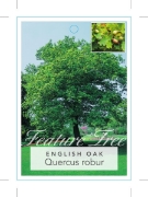 Picture of QUERCUS ROBUR ENGLISH OAK                                                                                                                             