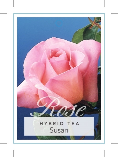 Picture of ROSE SUSAN (HT)                                                                                                                                       