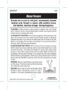 Picture of ROSE SUSAN (HT)                                                                                                                                       