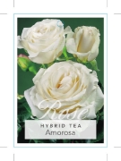 Picture of ROSE AMOROSA (HT)                                                                                                                                     
