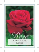 Picture of ROSE DALLAS (HT)                                                                                                                                      