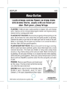 Picture of ROSE DALLAS (HT)                                                                                                                                      