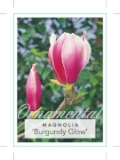 Picture of MAGNOLIA SOULANGEANA BURGUNDY GLOW                                                                                                                    