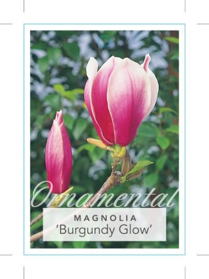 Picture of MAGNOLIA SOULANGEANA BURGUNDY GLOW                                                                                                                    