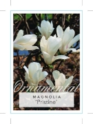 Picture of MAGNOLIA PRISTINE                                                                                                                                     