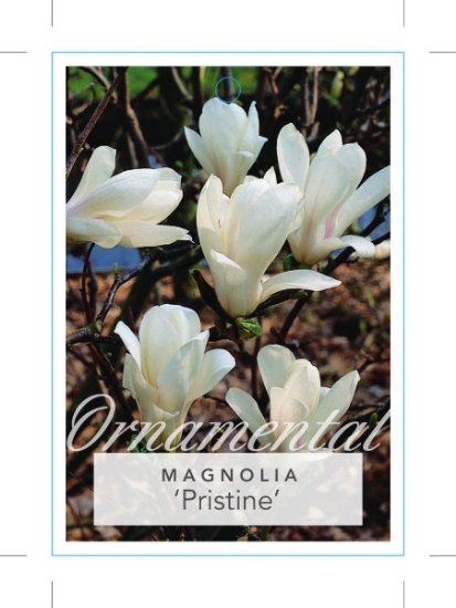 Picture of MAGNOLIA PRISTINE                                                                                                                                     