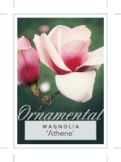 Picture of MAGNOLIA ATHENE                                                                                                                                       