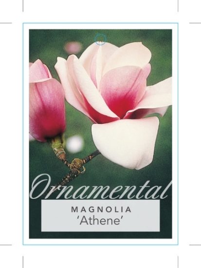 Picture of MAGNOLIA ATHENE                                                                                                                                       