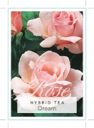 Picture of ROSE DREAM (HT)                                                                                                                                       