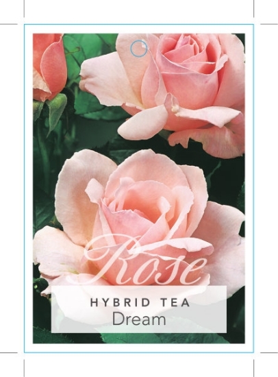 Picture of ROSE DREAM (HT)                                                                                                                                       