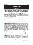 Picture of ROSE DREAM (HT)                                                                                                                                       