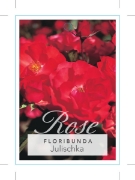 Picture of ROSE JULISCHKA (FL)                                                                                                                                   