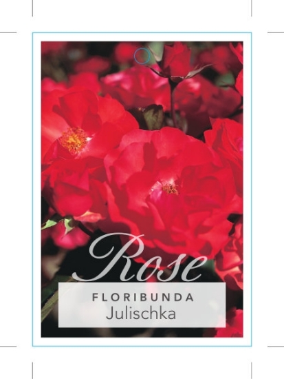 Picture of ROSE JULISCHKA (FL)                                                                                                                                   