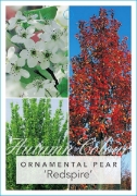 Picture of PYRUS CALLERYANA REDSPIRE ORNAMENTAL PEAR                                                                                                             