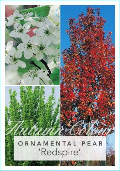 Picture of PYRUS CALLERYANA REDSPIRE ORNAMENTAL PEAR                                                                                                             
