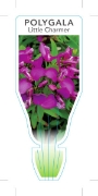 Picture of POLYGALA LITTLE CHARMER                                                                                                                               