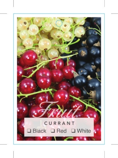 Picture of **FRUIT CURRANT (MIXED PICTURE)                                                                                                                       