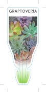 Picture of **SUCCULENT GRAPTOVERIA MIXED PICTURE (UNNAMED VARIET)                                                                                                