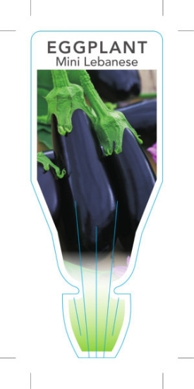 Picture of VEGETABLE EGGPLANT MINI LEBANESE (Solanum melongena)                                                                                                  