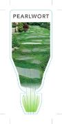 Picture of SAGINA SUBULATA PEARLWORT                                                                                                                             