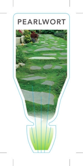 Picture of SAGINA SUBULATA PEARLWORT                                                                                                                             