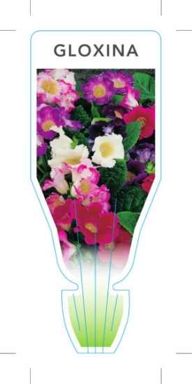 Picture of SINNINGIA SPECIOSA GLOXINIA                                                                                                                           