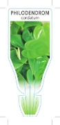 Picture of HOUSEPLANT PHILODENDRON CORDATUM                                                                                                                      