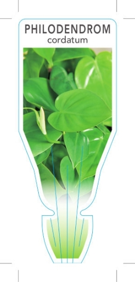 Picture of HOUSEPLANT PHILODENDRON CORDATUM                                                                                                                      