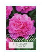 Picture of CAMELLIA DEBBIE                                                                                                                                       