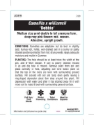 Picture of CAMELLIA DEBBIE                                                                                                                                       
