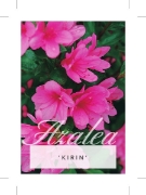 Picture of AZALEA KIRIN                                                                                                                                          