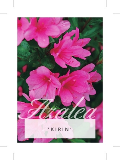 Picture of AZALEA KIRIN                                                                                                                                          