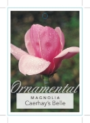 Picture of MAGNOLIA CAERHAYS BELLE                                                                                                                               