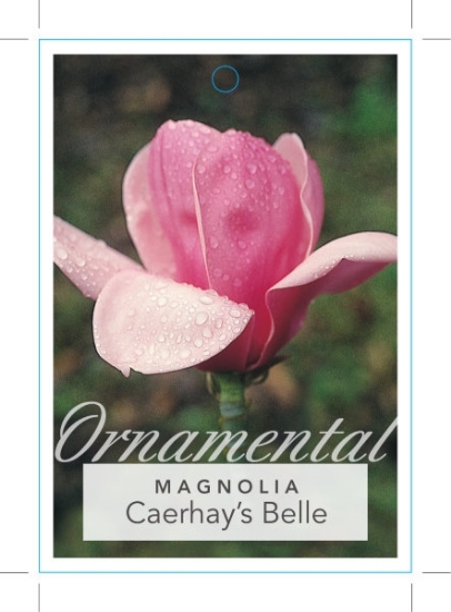 Picture of MAGNOLIA CAERHAYS BELLE                                                                                                                               