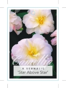Picture of CAMELLIA STAR ABOVE STAR                                                                                                                              