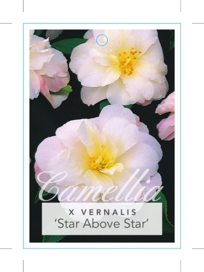 Picture of CAMELLIA STAR ABOVE STAR                                                                                                                              