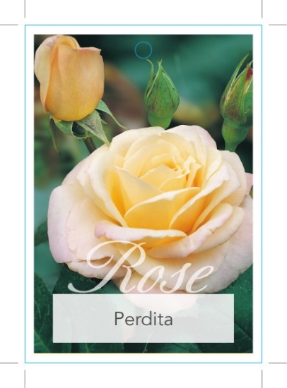 Picture of ROSE PERDITA (SHRUB)                                                                                                                                  