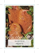 Picture of BANKSIA REPENS CREEPING BANKSIA                                                                                                                       