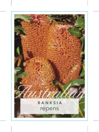 Picture of BANKSIA REPENS CREEPING BANKSIA                                                                                                                       