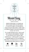 Picture of NANDINA MOON BAY                                                                                                                                      